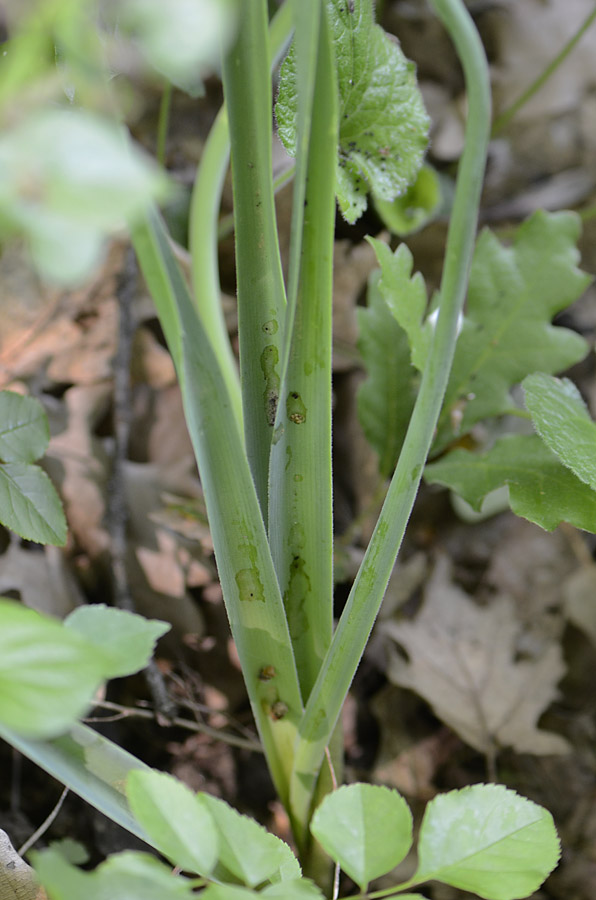 Muscari comosum